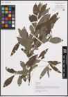 Foto von Salix cinerea L.